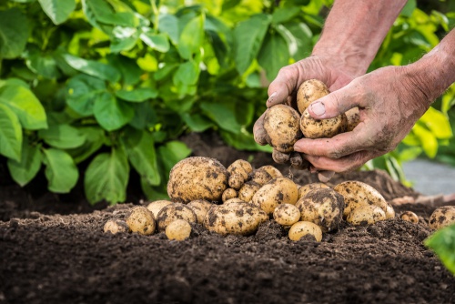 10 zajímavostí, které o bramborách možná nevíte